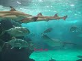 Suma Aqualife Park