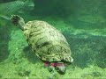 Suma Aqualife Park