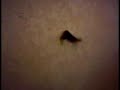 Tortured Pickle (ravenous, ravenous rhinos)