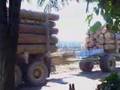 El Pueblo Mapuche y la Invasión Forestal.  Parte 1 (de 4)