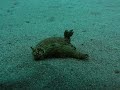 Diving in Lanzarote