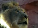 Oh Lion Oh Lion