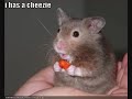 funny-cats-1-and-other-animals.html