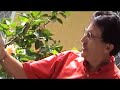 El espinal 2