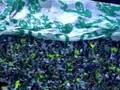 videos de Palmeiras 1x0 Goiás