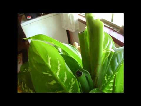 how to replant a dumb cane plant