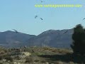 Buitres Leonados Buitres Leonados