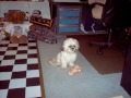 our shih tzu name elmo