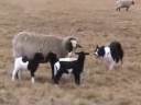 Mick moving ewe and Triplets.mov Mick moving ewe and Triplets.mov