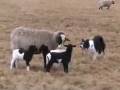 videos de Mick moving ewe and Triplets.mov