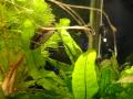 Our Red Eyed Puffer (Carinotetraodon irrubesco) fish, Garnett, happily feasting on some bloodworms.