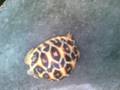 Indian Star Tortoise