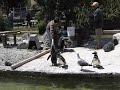 Penguins feeding at the SF Zoo