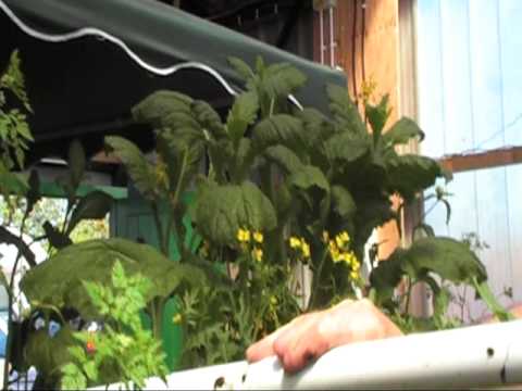 Cleaning out the water pipes, Herbs From Wales aquaponic system
