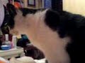 my cat Zephyr sleepingritual my cat Zephyr sleepingritual