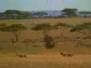 Un roba cartera dominicano en africa ayudando a los necesitados.
