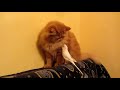 Budgie has some choice words for this kitty [1:56]