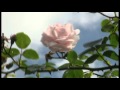 Klik hier om de video af te spelen