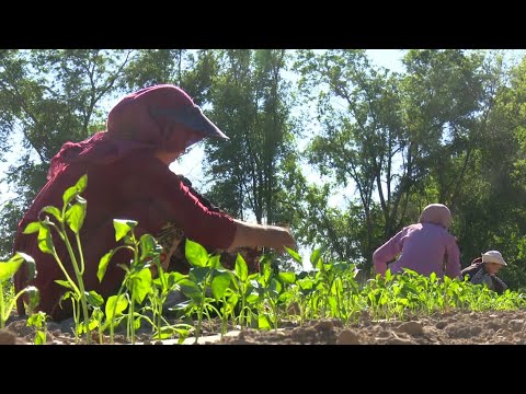 Ижарага жер алууну көздөгөн дыйкандардын маселеси | АГРО ЧАРБА