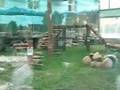 videos de Wolong pandas feeding at Beijing Zoo
