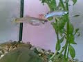 My Fish Part 2