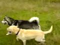 Labrador Ozzy &  Alaskan   Malamute  Hans (Świecie, Poland)