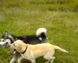 Alaskan Malamute video