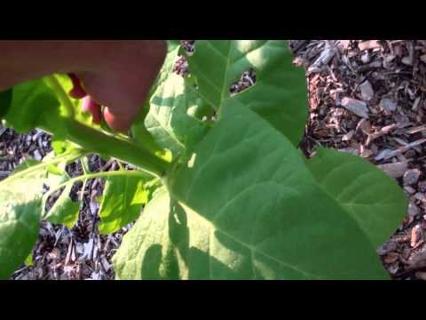 how to harvest tobacco seeds