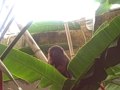 videos de Leif's first monkey