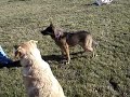 chloe, hailey, ki, tip, & dixie and their pals at the dog park