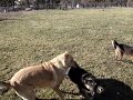 chloe, hailey, ki, tip, & dixie and their pals at the dog park