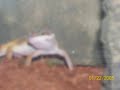 JJ the Jungle Leopard Gecko