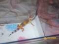 videos de JJ the Jungle Leopard Gecko