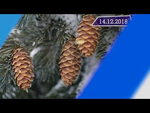 Новостная лента Телеканала Интекс 14.12.18.