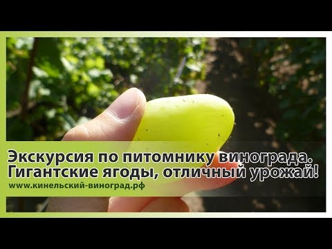 Экскурсия по питомнику винограда. Гигантские ягоды, отличный урожай