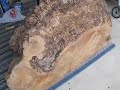luthier project cutting into a maple burl slab guitar part 1