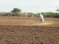 KATHIAWARI breed Horse