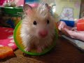 Introducing PIÓRKO, my new hammie boy! Introducing PIÓRKO, my new hammie boy!