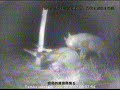 Hyena with Carcas on Elephant Cam 07/22/07