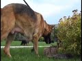 Щенки немецкой овчарки