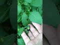 Click here to watch this video Southern California weeds