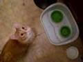 Kitty-Kat-Kitchen-Fu