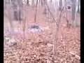 M-80 hanging from tree!
