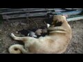 picnic.wmv