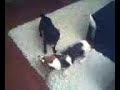 Louis and Furley part three Louis and Furley part three