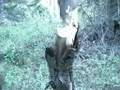 Fallkniven A2 Wilderness knife:  Chopping