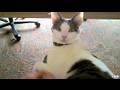 Mean Kitty - Lap Games 8.13.09