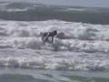 BALEAL surfcamp 21-22 AUGUST
