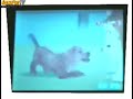 Nintendogs (Análisis) Nintendogs (Análisis)