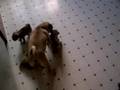 Puglet update